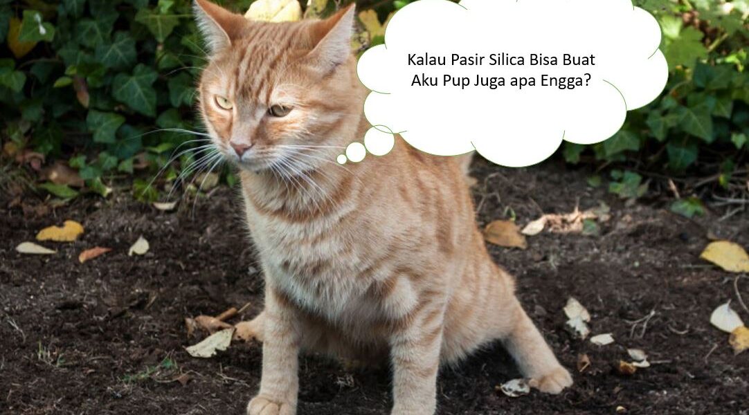Cara Menurunkan dan Menghilangkan Silica dari Dalam Air 1 Kucing Mau Ikut Menurunkan Kadar Silica dalam Air