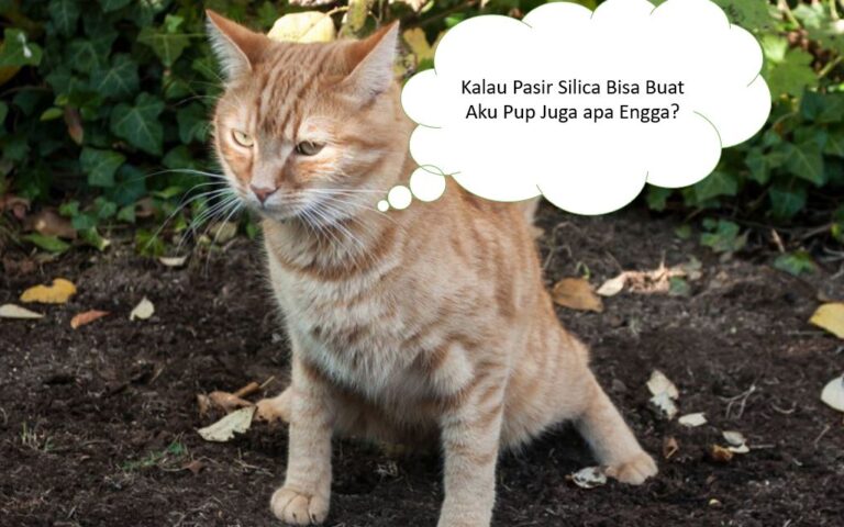 Kucing Mau Ikut Menurunkan Kadar Silica dalam Air